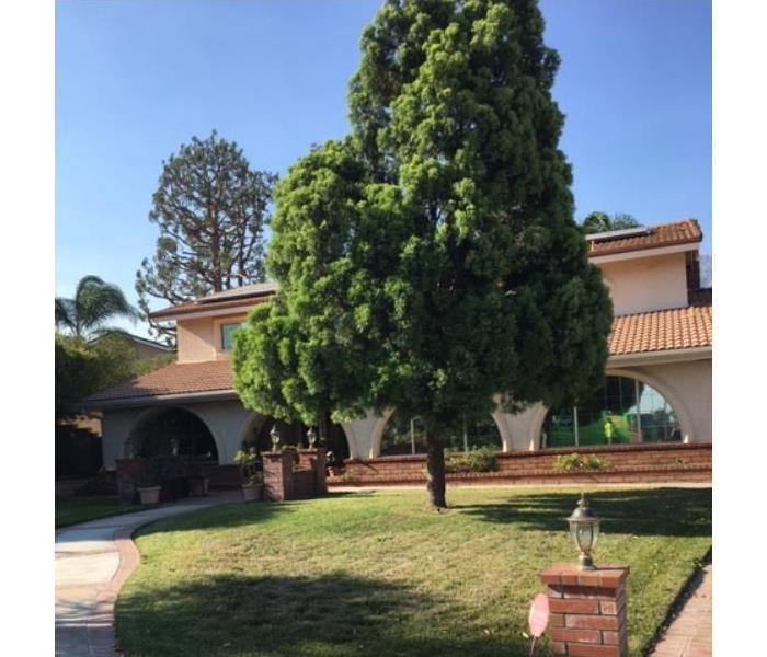 large tree in residential front yard